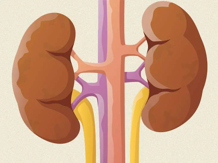 Abstract illustration of human kidneys with detailed blood vessels in brown and beige tones – visual for kidney health article at Urology Experts.